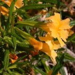 Mimulus